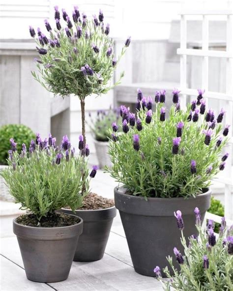 Planting lavender in pots - Little Piece Of Me