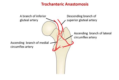 Anatomosis – Trochanteric, Cruciate , Around Knee – Anatomy QA