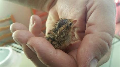 Great video on incubating, hatching and brooding quail | Quail eggs, Quail, Chicken incubator