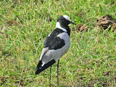 Garden Diary: Tanzania XI. Birds from Ngorongoro Crater Area.