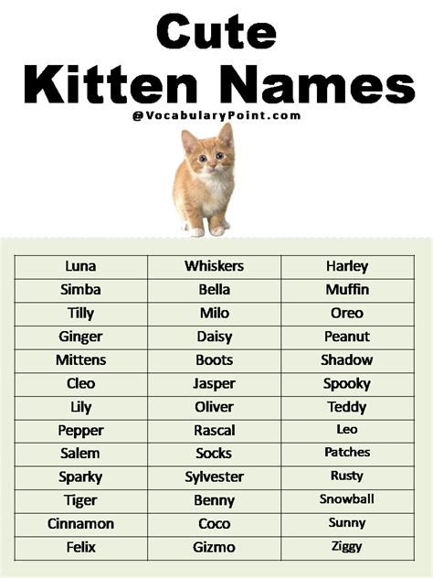 Most Popular Cute Cat Names | Cute cat names, Cat names, Kitten names