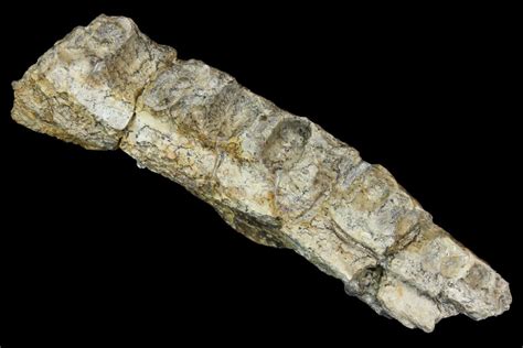 3.9" Permian Amphibian (Eryops) Fossil Jaw Section - Texas (#155177) For Sale - FossilEra.com