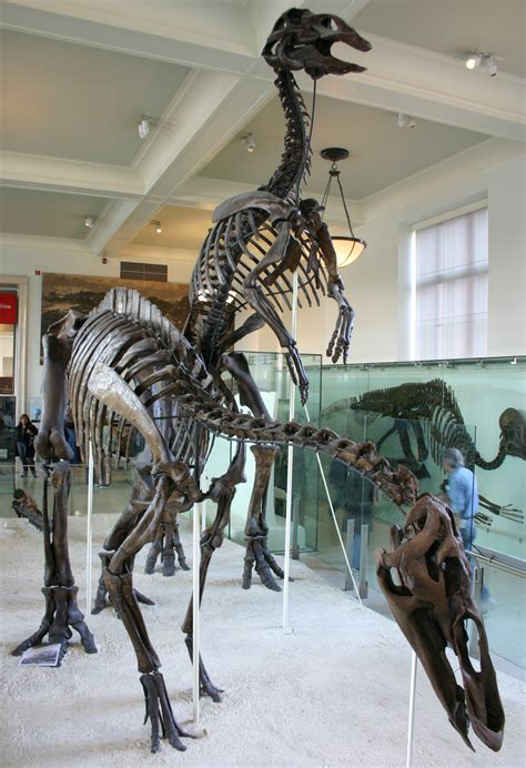 Anatotitan | Dinopedia | Fandom