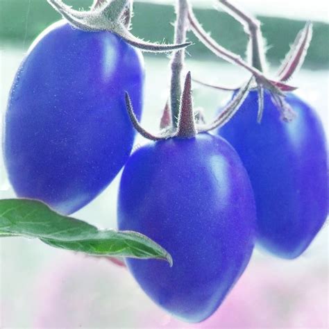 Rare Blue Cherry Tomato Seeds Balcony Pot Plant Organic Tomato Seeds Healthy Fruits Vegetables ...