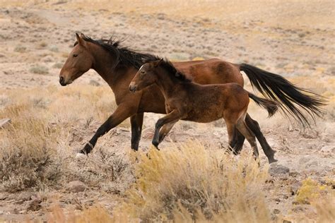 The Magic of Wild / Wild Horses of Nevada - jantrabuephotography.com