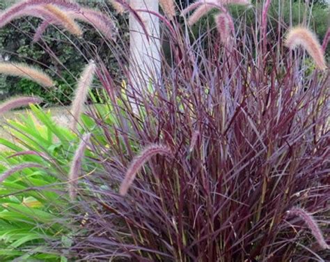 Purple Fountain Grass Fall Color Ornamental 1 Live Plant Clumping Fast ...