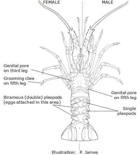 Lobster anatomy | nzrocklobster.co.nz