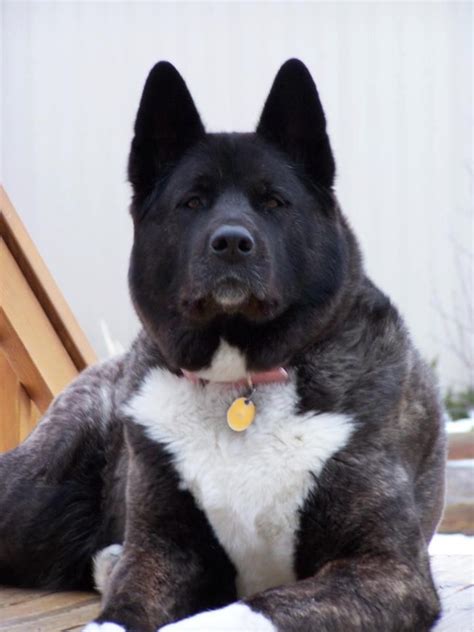 304 best Akitas images on Pinterest | Akita dog, American akita and Doggies