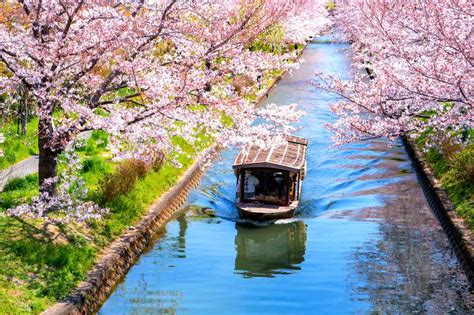 Kyoto Cherry Blossoms - 8 Secret Spots Only Locals Would Know | tsunagu ...