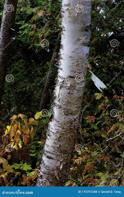 Yellow Birch Immature Bark 800227 Stock Photo - Image of falls, nature: 175751248