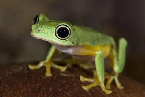 lemur leaf frog | Amphibian Rescue and Conservation Project