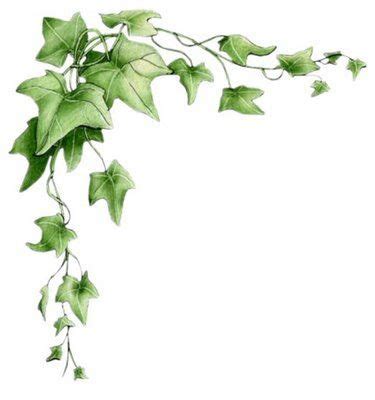 Ivy Vines Drawing at GetDrawings | Free download