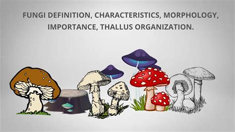 Fungi Definition, Characteristics, Morphology, Importance, Thallus ...