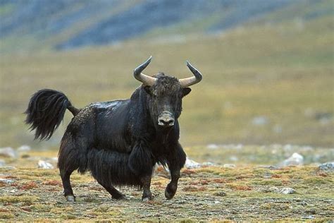 Yak Animals | Interesting Facts & Latest Pictures | All Wildlife Photographs