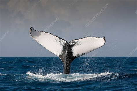 Fluke of Humpback Whale - Stock Image - C031/8268 - Science Photo Library