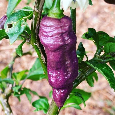 Purple Ghost (Bhut Jolokia) Pepper Seeds | Tyler Farms