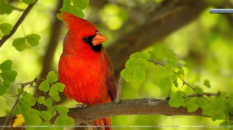 Red Cardinal, Red Bird HD wallpaper | Pxfuel