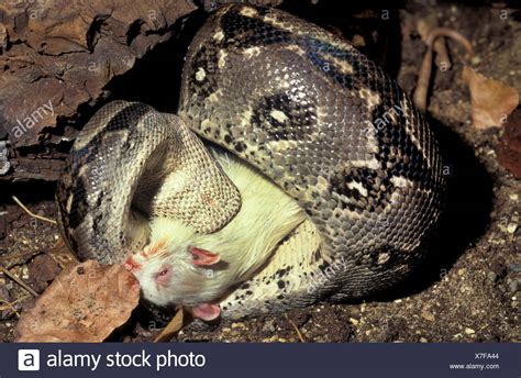 Python Eating Stock Photos & Python Eating Stock Images - Alamy