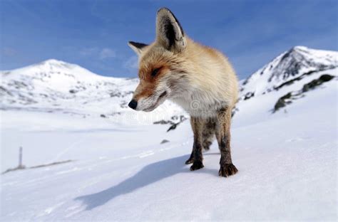 Fox in Natural Habitat. Winter and Snow. Stock Photo - Image of ...