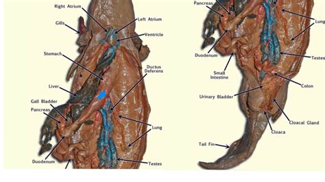 salamander anatomy - YouTube