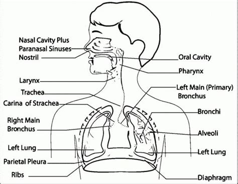 diagram of the human body organs and their major parts labeled in this diagram, you can see