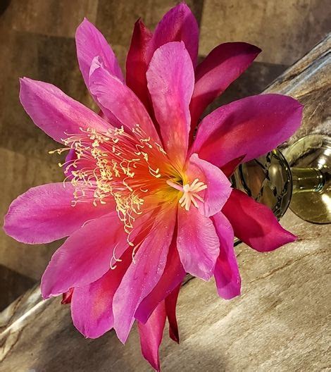 Red Orchid Cactus, epiphyllum - Fragrant Plants - Almost Eden