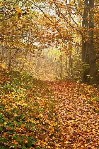 Foggy fall road, nature, road, path, fall, autumn, tree, forest, pavement, leaves, season | AnyRGB