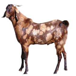 Sirohi Goat – All About Goats