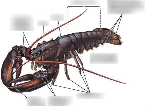 Lobster Anatomy Diagram | Quizlet