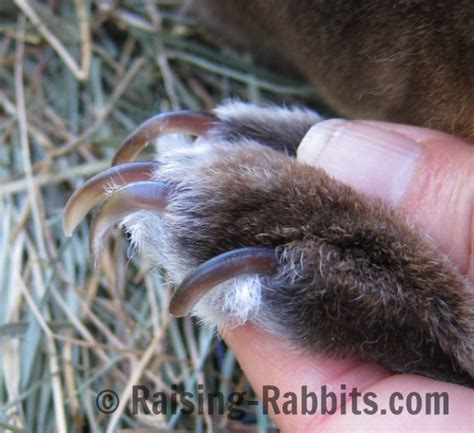 Trim claws. Easy claw clipping as part of rabbit grooming