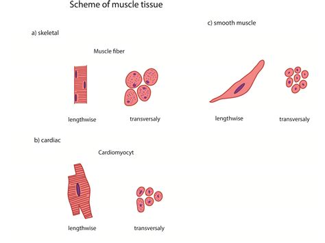 Free photo: Muscle tissue - Anatomy, Microscopy, University - Free Download - Jooinn