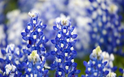 Bluebonnet Wallpapers - Wallpaper Cave