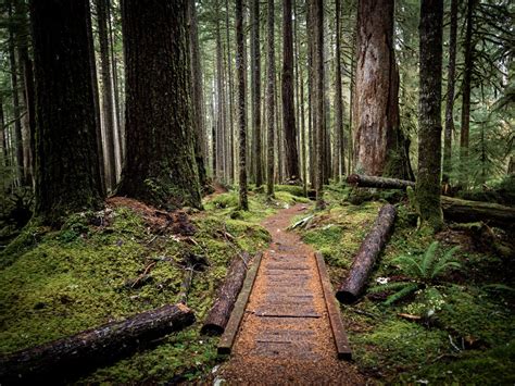 Hike to Sol Duc Falls - Olympic National Park - Blog - Trailchew