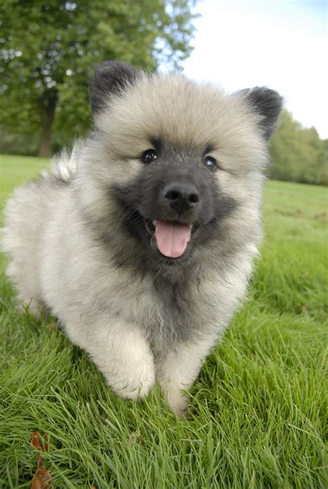 Keeshond puppies (Maybe My Favorite) | Mark Sobba | Flickr