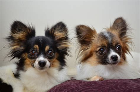 Chion (Papillon Chihuahua Mix) Info, Temperament, Puppies, Pictures