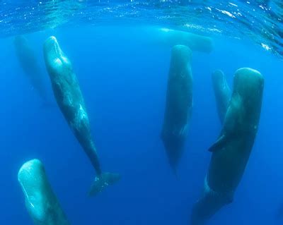 Atlantic Tales: How Do Whales and Dolphins Sleep?