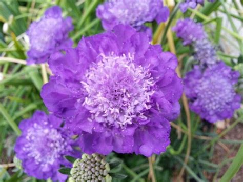Purple flowers Cozy Nook, Purple Flowers, Tea Cups, Gardens, Lovely, Plants, Log Burner, Outdoor ...