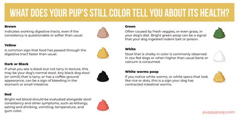 Use Our Healthy Dog Poop Chart to Discover If Your Dog's Poop is Healthy