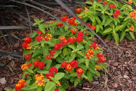 Lantana camara (Common Lantana, Lantana, Red Sage, Shrub Verbena, Yellow Sage) | North Carolina ...