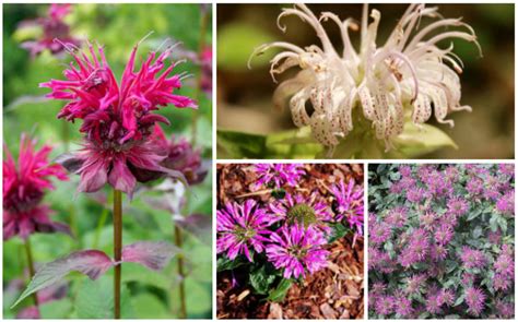 10 Different Varieties of Bee Balm (Monarda) - Garden Lovers Club