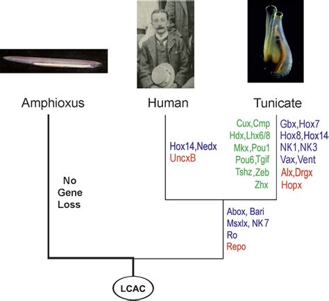 The amphioxus genome illuminates vertebrate origins and cephalochordate biology