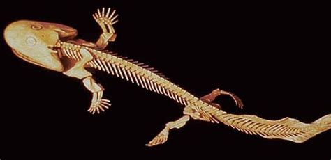 Acanthostega gunnari Skeletal model | Paleontology, Fossil, Fossils