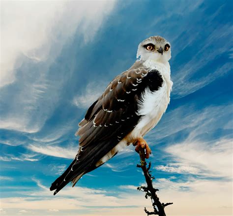 Free stock photo of bird of prey, eagle, south africa