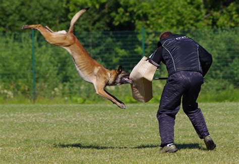 Belgian Shepherd Malinois Attack - Free photo on Pixabay - Pixabay