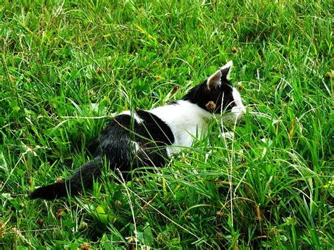 Black&White Kitty, hug, lovely, grass, kitty, HD wallpaper | Peakpx