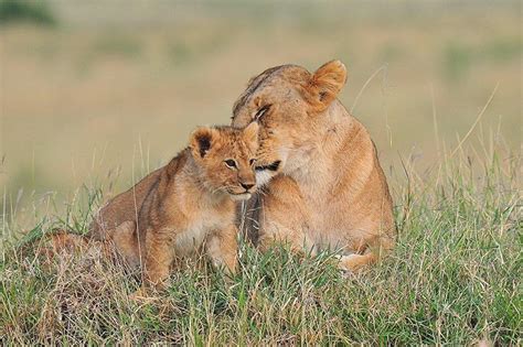 Lion cub with mom : r/hardcoreaww