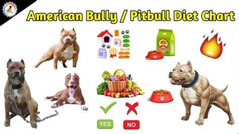 How Much To Feed My American Bully