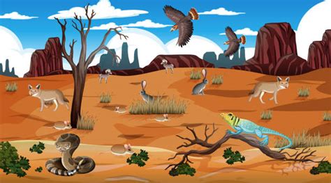 Desert Animals Cartoon - Desert Animal Clipart Animal Clipart Desert Clipart | Bodemawasuma