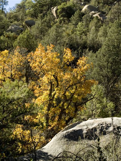 Prescott National Forest, an Arizona National Forest located near ...