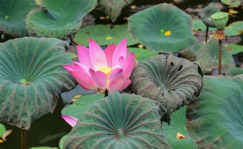 Lotus flower on the pond stock photo. Image of nagano - 70379938